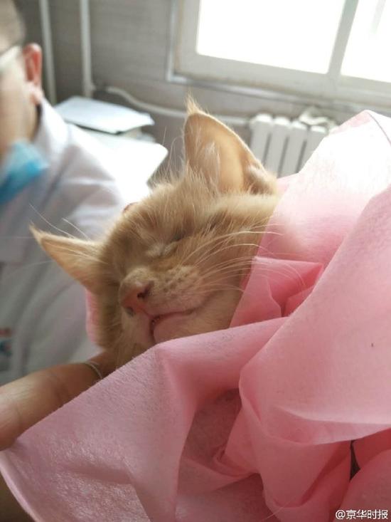 三只小猫简谱_贝瓦儿歌三只小猫简谱(2)