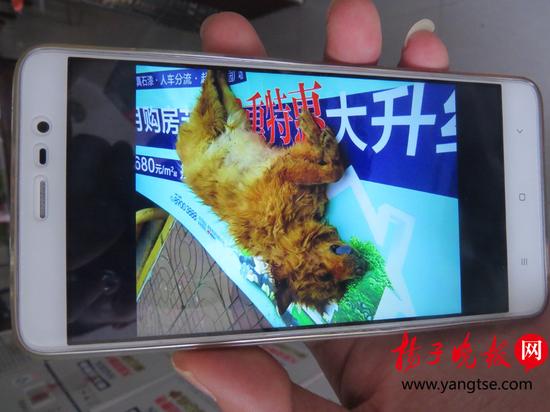 目睹养了13年的爱犬被毒镖射死，犬主人要悬赏1万元捉拿射狗“凶手”。