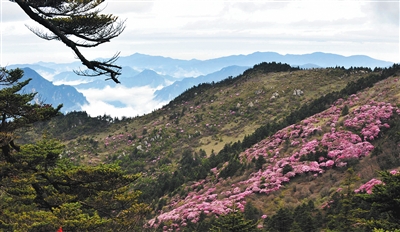 神农架神农顶景区风光（2012年5月13日摄）