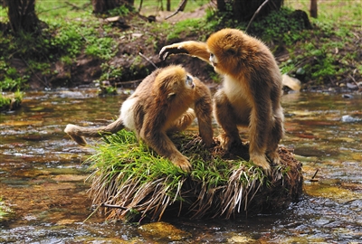 两只金丝猴在神农架大龙潭金丝猴保护基地的树林中（2014年4月27日摄）。 新华社记者 杜华举 摄