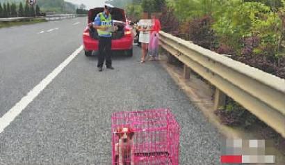 高速路上汽车爆胎抛锚司机拿狗当警示牌被罚