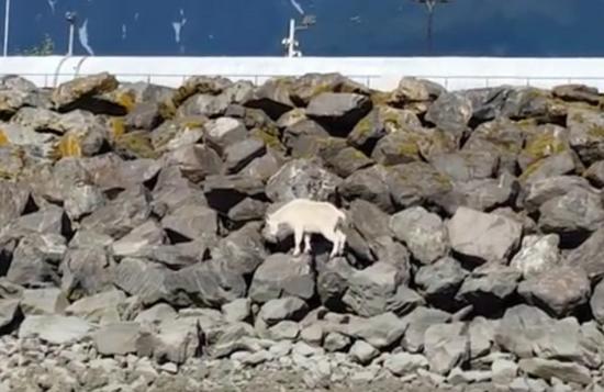 阿拉斯加州一头山羊出现在苏厄德港口附近。（图片来源：台湾ETtoday新闻云网站）