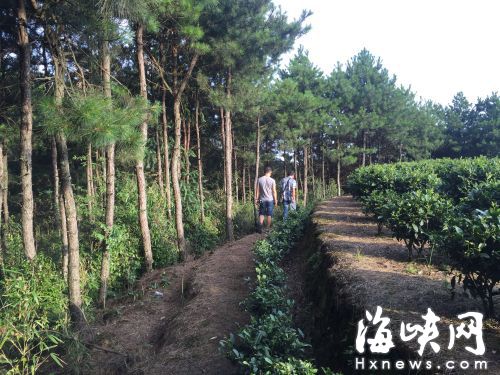 小丽被村主任拖进茶园旁这片小树林强奸