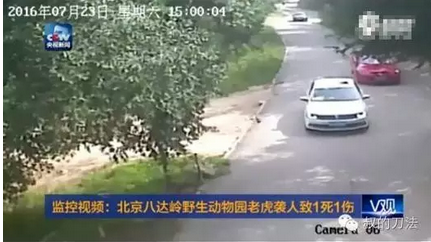 （这个画面看得很清楚，周围基本上是人工环境，很容易让游客放松警惕）