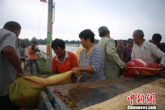 饶阳县村民自发组织装填沙土、背运沙袋护卫堤防。