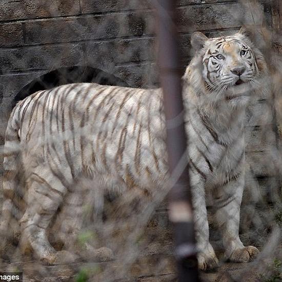 老虎咬人事件中的法律讨论|咬人|法律|责任