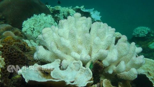 图为珊瑚白化状况。台湾“中央社”记者郭芷瑄摄影