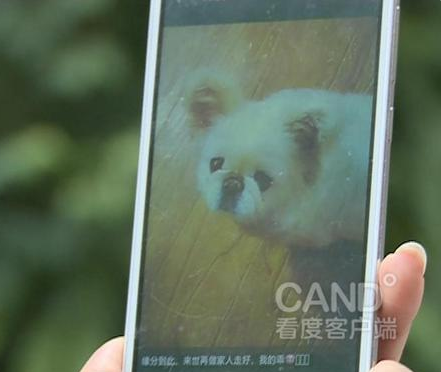 　狗主人手机中不幸被车碾死的京巴犬照片