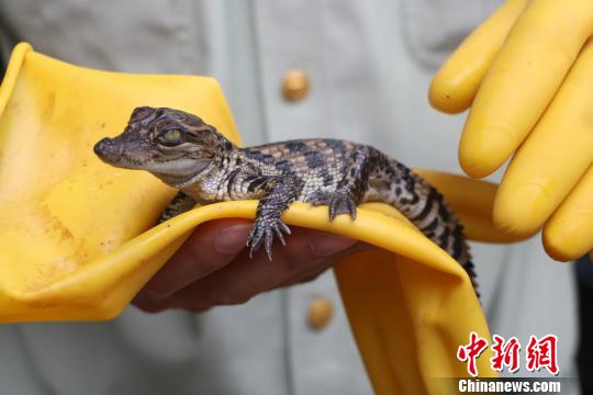 图为暹罗鳄鱼苗,大约刚出生15天。 何秋红 摄