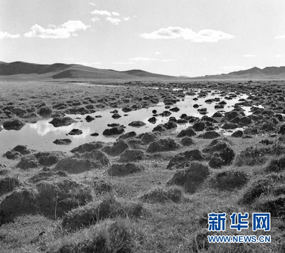 这是红军走过的水草地（四川西北）的资料照片。  新华社发