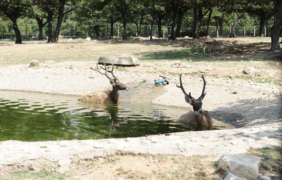 连日来西安持续37度以上高温天气，西安秦岭野生动物园内两只白唇鹿泡在水池中躲避高温。图/视觉中国