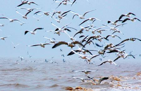 一群海鸥飞舞在山东省无棣县大口河自然保护区渤海岸边（朱铮2015年5月21日摄）