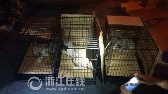 被查获的三只小白虎