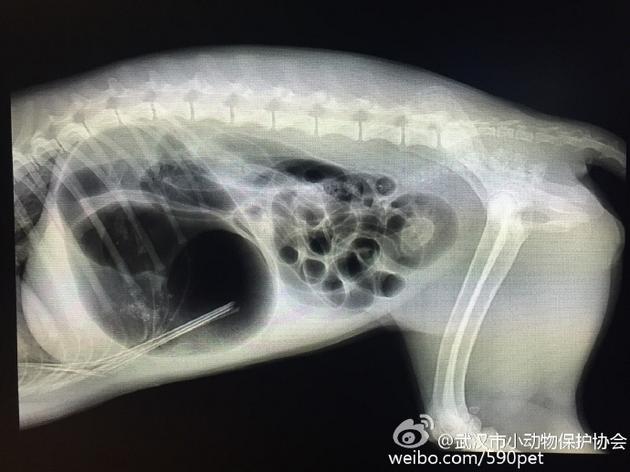 受伤流浪狗腹部的X光片。