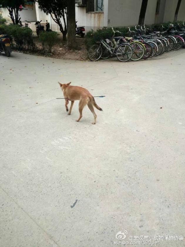 华科大校园内,一条流浪狗腹部被箭射穿。