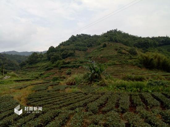 陈文辉所在的村庄，几乎每家都在种植茶叶