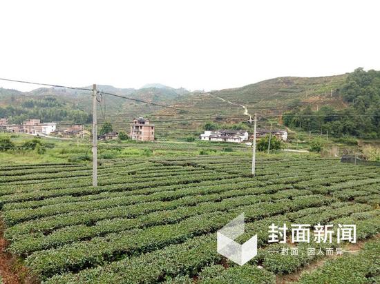 茶山脚下，典型的闽南居民正逐渐被小楼房替代。