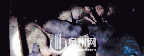 几头肥猪倒地身亡（图片由养猪场老板陈先生提供）