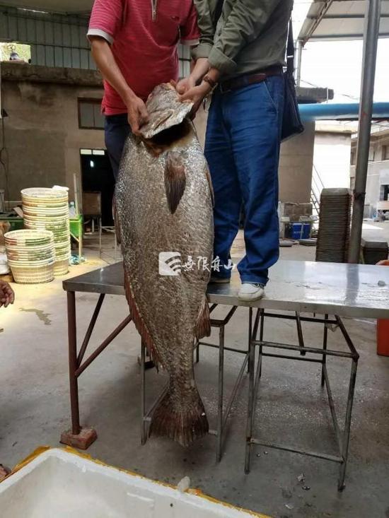 舟山渔民捕获长1.56米罕见鱼王。