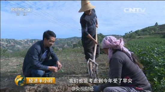 农民因干旱党参几乎绝收