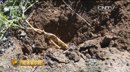 党参成片连根腐烂