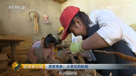 党参成片连根腐烂