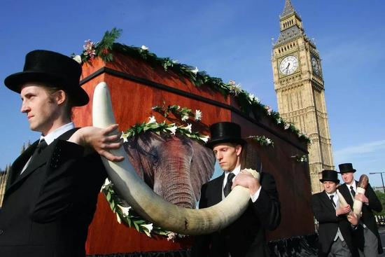 △ 资料图：英国为大象举行“葬礼” 呼吁禁止象牙贸易/视觉中国