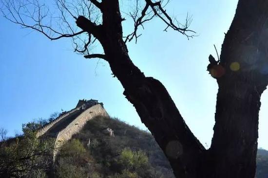 青龙桥车站对面的长城(资料图)