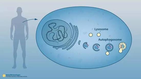 细胞自噬简略图