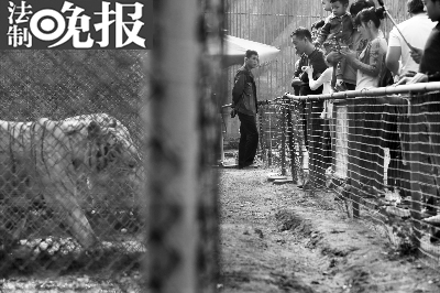 每天工作人员都要站在老虎园的铁笼旁维持秩序，一站就是几个小时