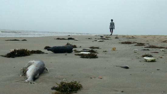越南中部沿海4省份4月份发生海产大规模死亡事件。