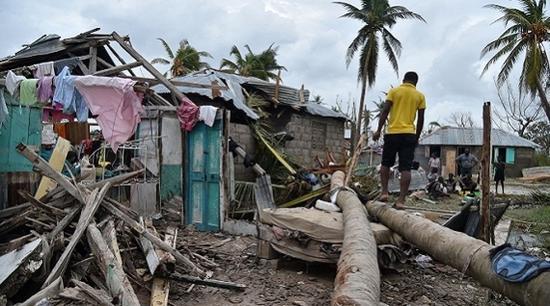 飓风“马修”过境后的海地，一棵棕榈树被刮倒。来源：AFP