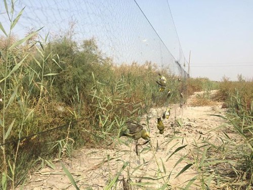 天津唐山现万米非法捕鸟网 挂死鸟五千余只|捕