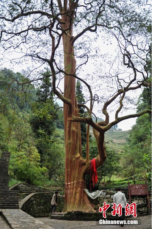 云南一棵600年紫薇树树洞内涌出泉水