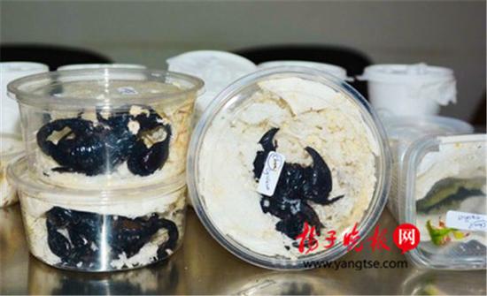 海关截获寄自英国包裹 内装15只蝎子和叶虫(图