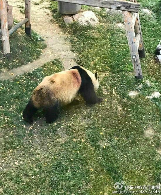 兰州动物园被曝虐待熊猫