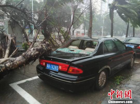 “莎莉嘉”给海口带来较强风雨，有胸径较粗的大树倒下砸到路边车辆。 符策伦 摄