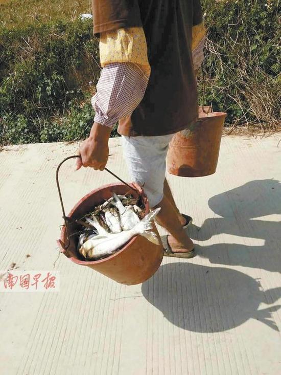 村民捞鱼带回家。