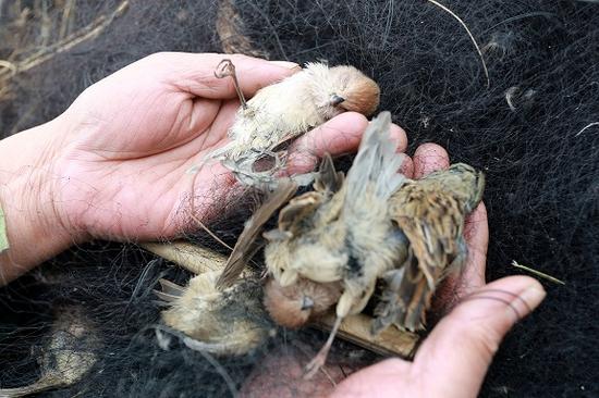 万米网海捕鸟利益链:黑市交易 虐杀天天上演