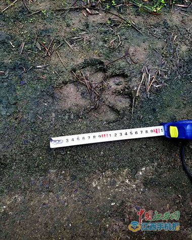 10月26日在瑞昌市高丰镇发现的大型梅花状脚印