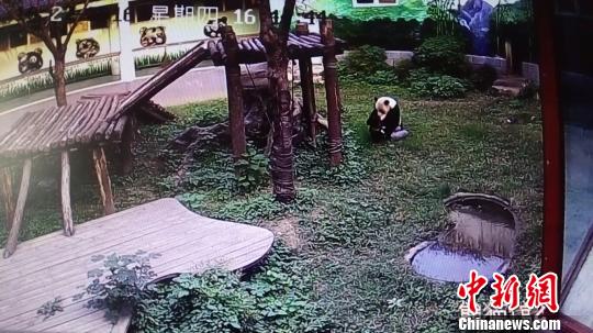闯入动物园笼舍的男子被大熊猫扑倒按压。　南昌市动物园　摄