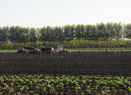黑龙江省绥化市，农民正在黑土地上播种秋菜 管建涛摄