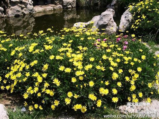 “采花大盗”们觊觎的黄金菊种植于上海迪士尼度假区。