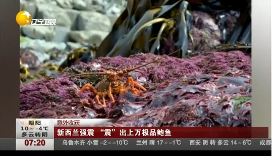 新西兰地震震出鲍鱼龙虾