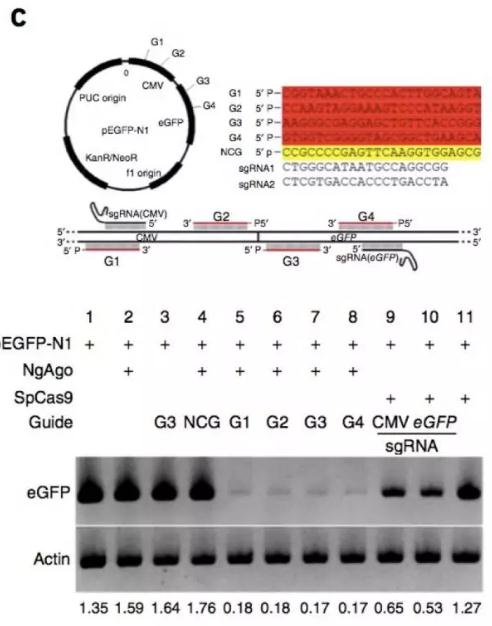 韩春雨原始论文中图3C的结果示意图，上图显示了为NgAgo设计的的ssDNA以及为Cas9设计的sgRNA在它们的目标质粒pEGFP-N1上的位置。下图显示了在western杂交实验中HELA细胞中目标质粒pEGFP-N1的产物eGFP的表达水平，还标注了这些实验中针对该质粒的NgAgo和对应的ssDNA或者Cas9和对应的sgRNA。最下方的图显示了eGFP和内参基因actin条带的灰度比值。来源：Gao, Feng, et al ，Nature biotechnology (2016)