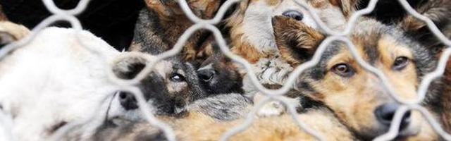 5年至少15次高速拦车救狗