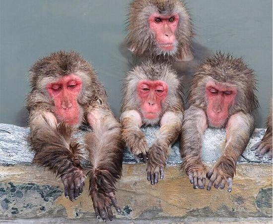 进入腊月的第1天，位于日本北海道函馆市的市热带植物园内，惯例的“猴子山温泉”正式开业迎宾。