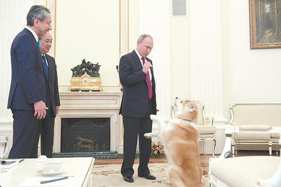 接受日媒采访时，普京把日本送的秋田犬带到现场。