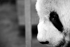 　大熊猫“盼盼”去世前一周的照片。大熊猫保护研究中心官微称：“愿‘盼爷’安息！”新华社发