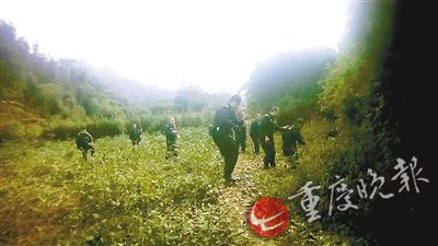 民警与困在树林里的野猪周旋